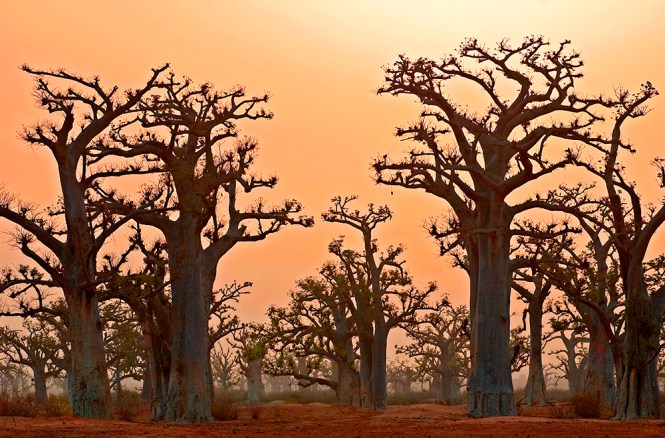 Crépuscule des baobabs