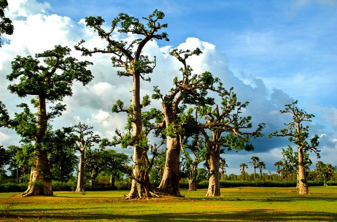 Les derniers héritiers
